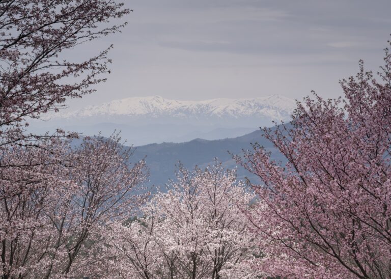 桜峠