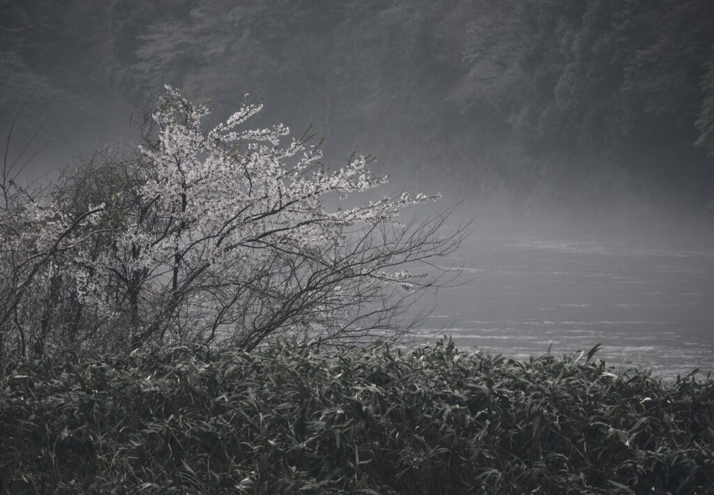霧と桜