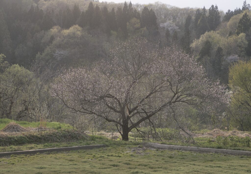 桜